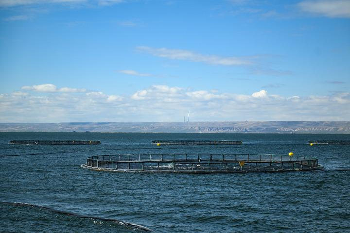 四中全會(huì)精神在基層|青海冷水魚“游”向餐桌
